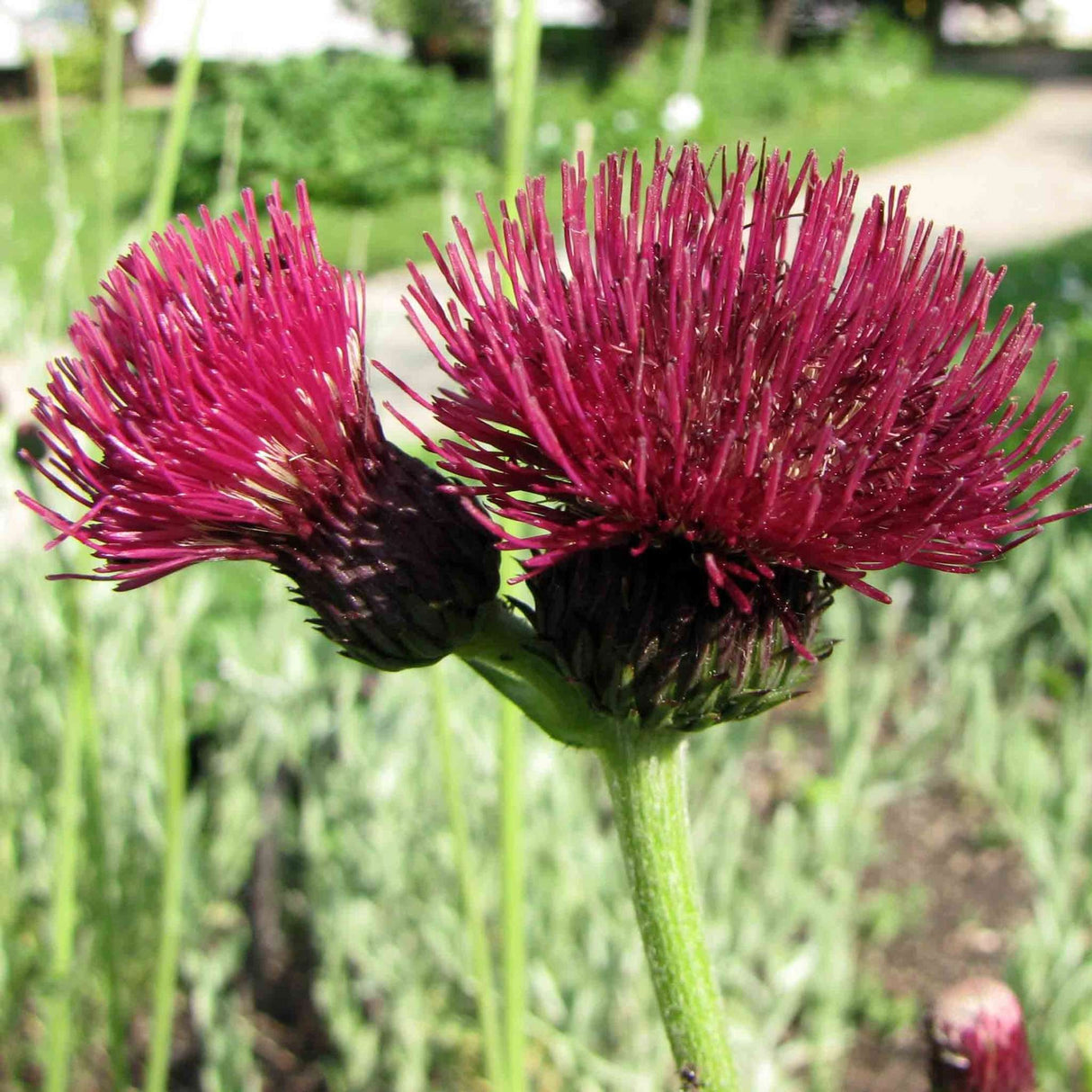 Cirsium rivulare ‘Atropurpureum’