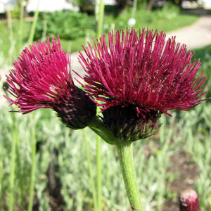 Cirsium rivulare ‘Atropurpureum’