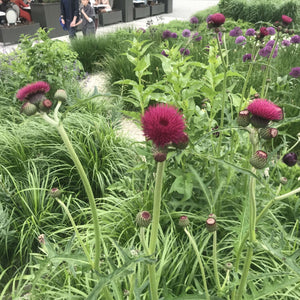 Cirsium rivulare ‘Atropurpureum’