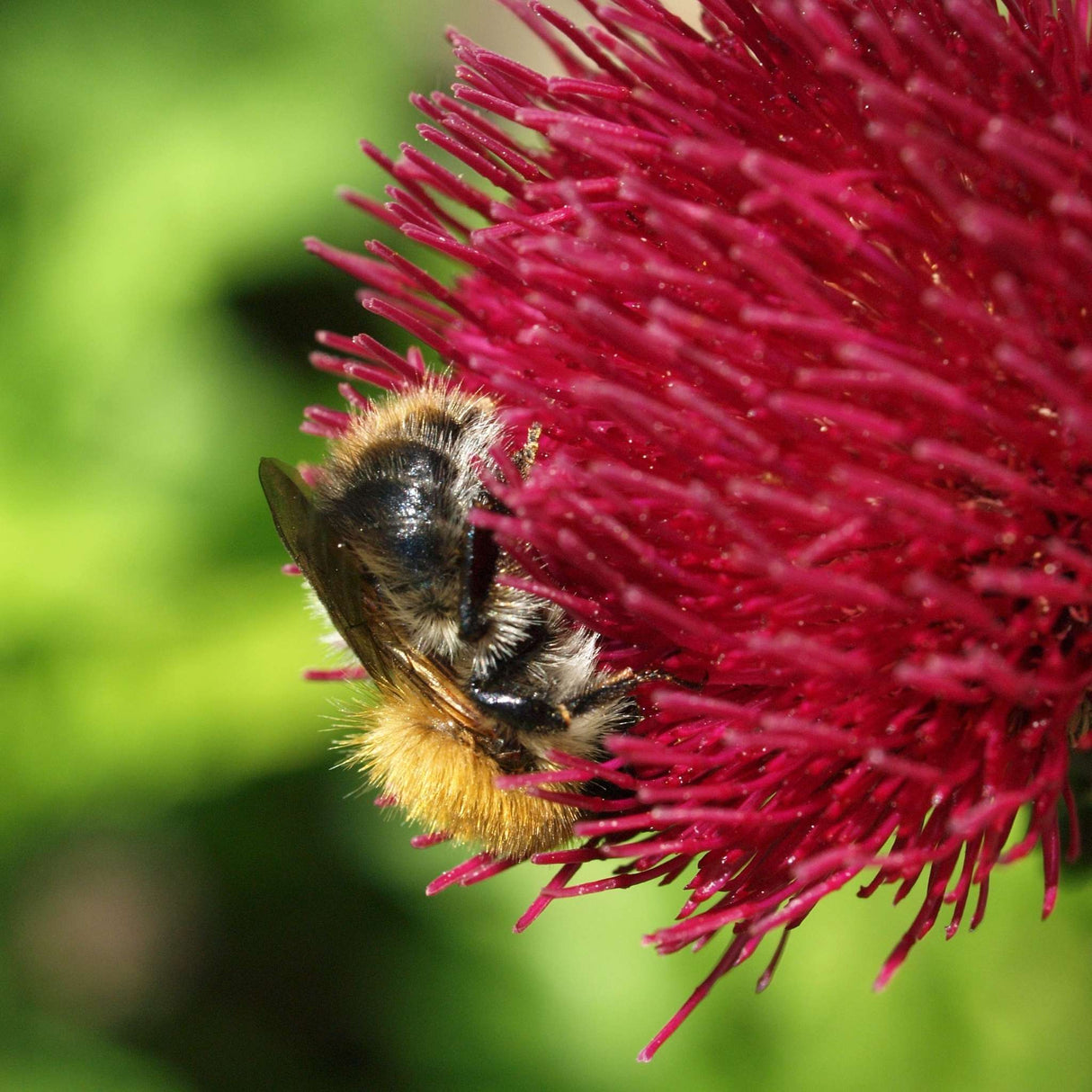 Cirsium rivulare ‘Atropurpureum’