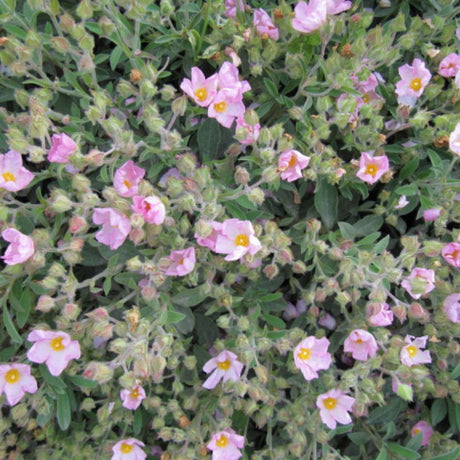 Cistus × argenteus ‘Silver Pink’