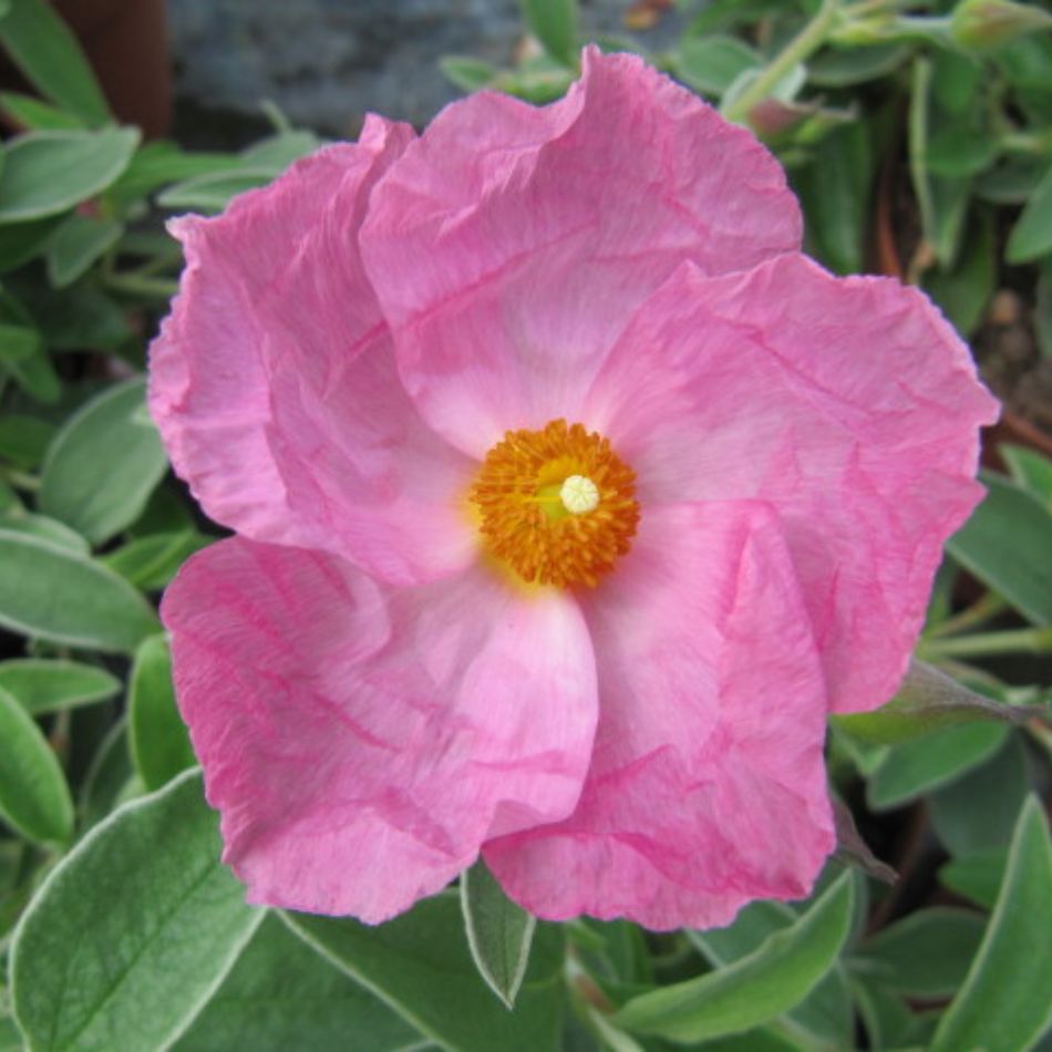 Cistus × argenteus ‘Silver Pink’