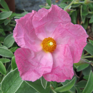 Cistus × argenteus ‘Silver Pink’