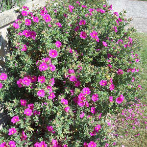 Cistus × pulverulentus ‘Sunset’