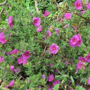 Cistus × pulverulentus ‘Sunset’