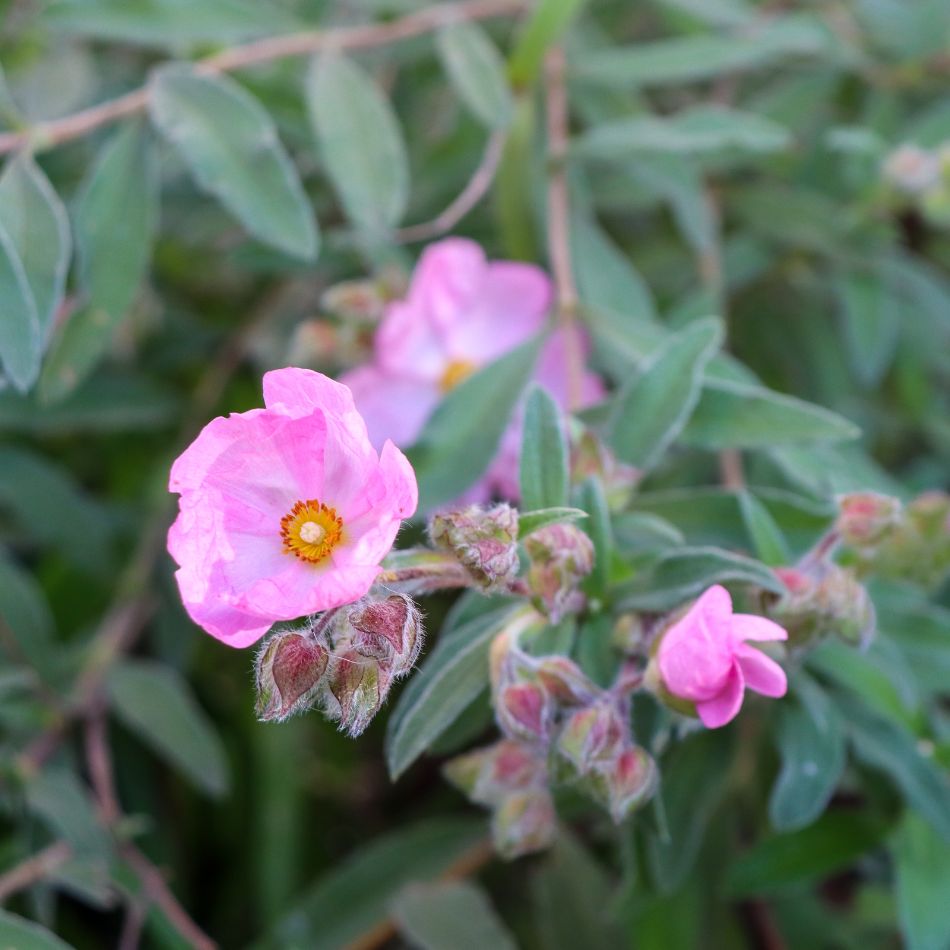 Cistus × argenteus ‘Silver Pink’