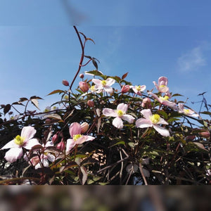 Clematis montana ‘Mayleen’