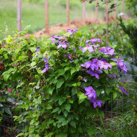 Clematis ‘Elsa Späth’