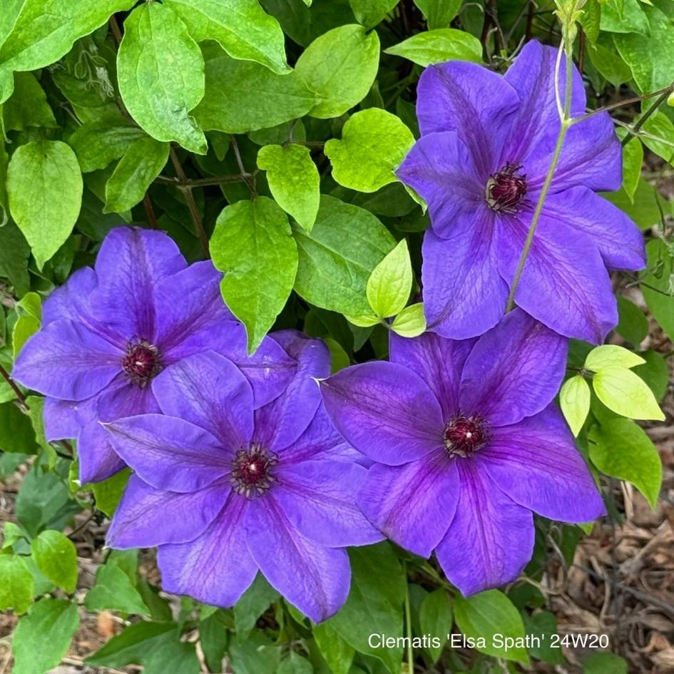 Clematis ‘Elsa Späth’