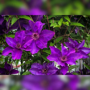 Clematis ‘Gipsy Queen’