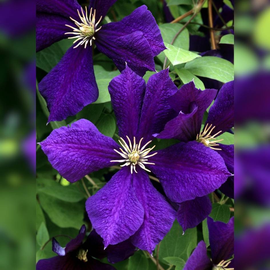 Clematis ‘Jackmanii’