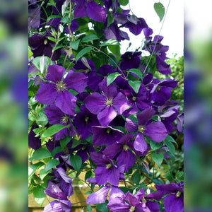 Clematis ‘Jackmanii’