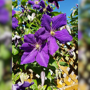 Clematis ‘Jackmanii’