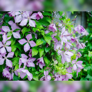 Clematis ‘Margaret Hunt’