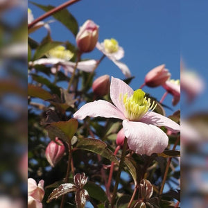 Clematis montana ‘Mayleen’