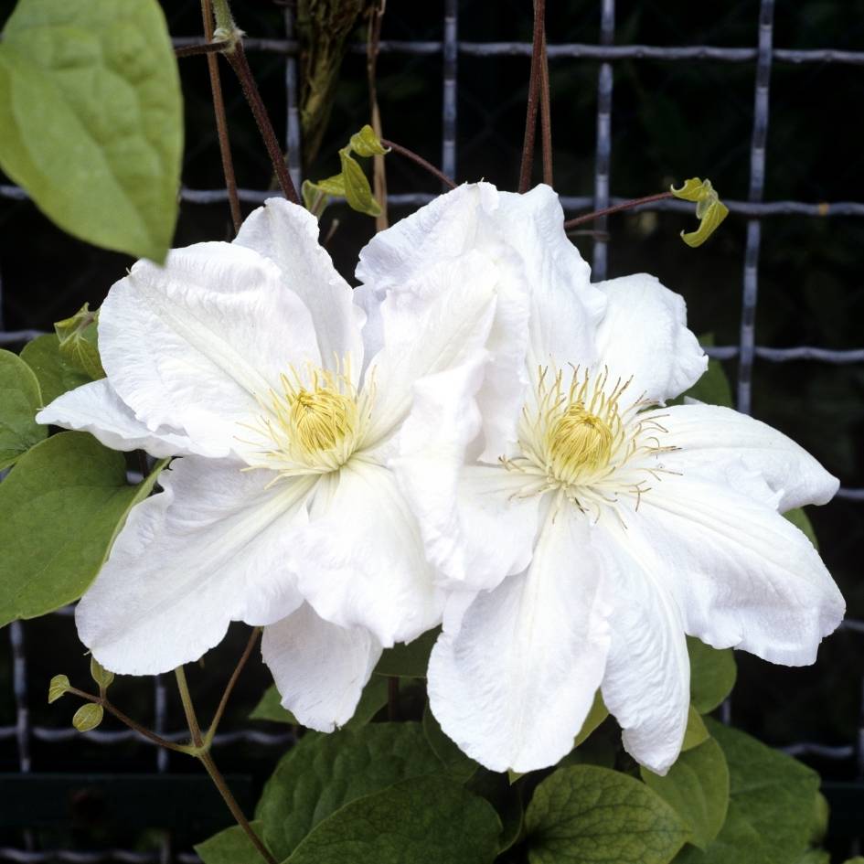 Clematis ‘Madame Le Coultre’
