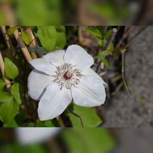 Clematis ‘Miss Bateman’