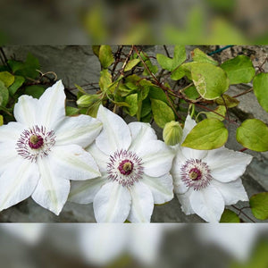 Clematis ‘Miss Bateman’