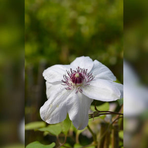 Clematis ‘Miss Bateman’