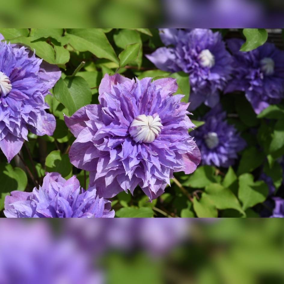 Clematis ‘Multi Blue’