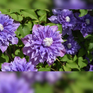 Clematis ‘Multi Blue’