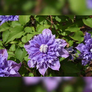 Clematis ‘Multi Blue’