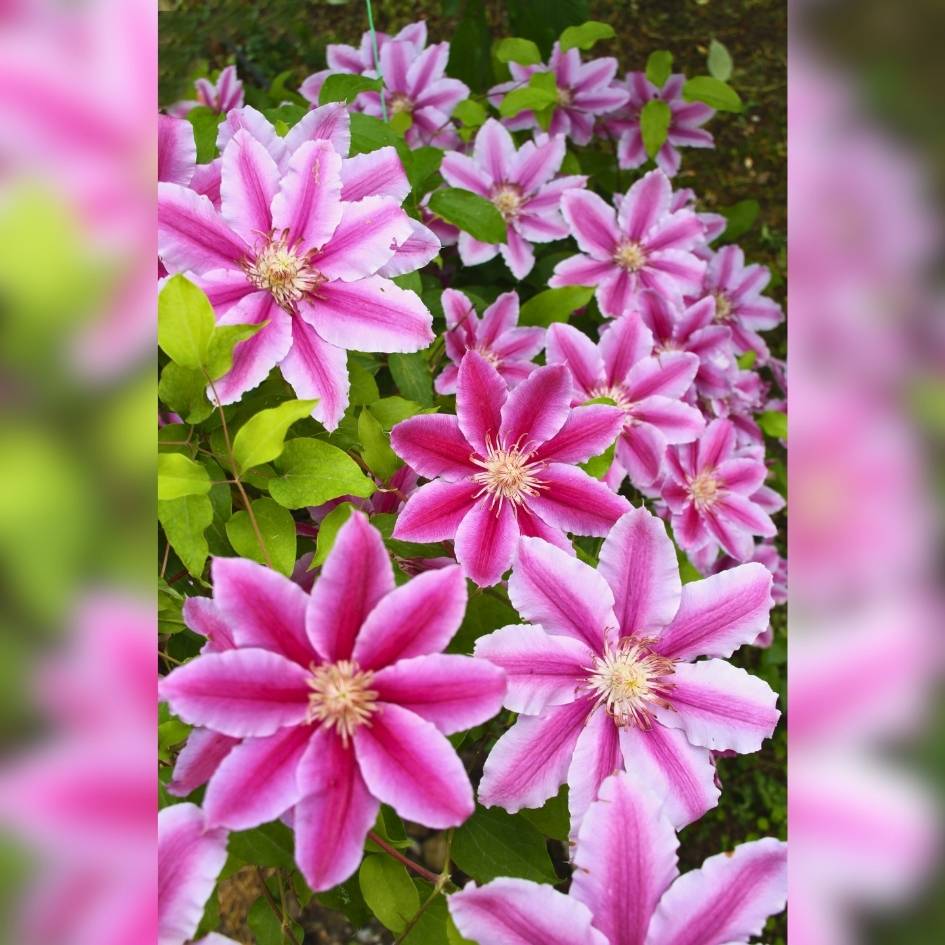 Clematis ‘Nelly Moser’