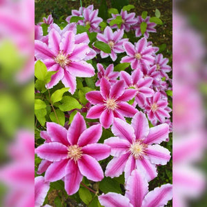 Clematis ‘Nelly Moser’