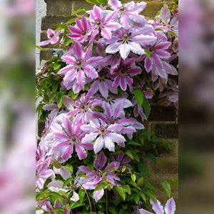 Clematis ‘Nelly Moser’