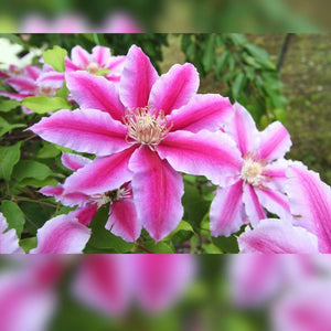 Clematis ‘Nelly Moser’