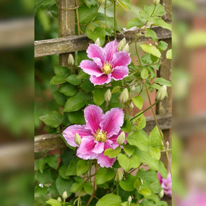 Clematis ‘Piilu’