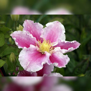 Clematis ‘Piilu’