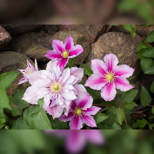 Clematis ‘Piilu’