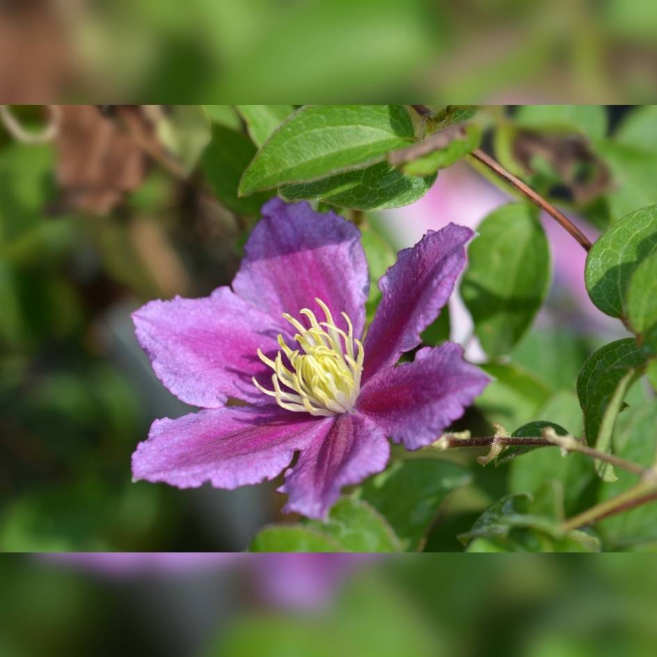 Clematis ‘Piilu’