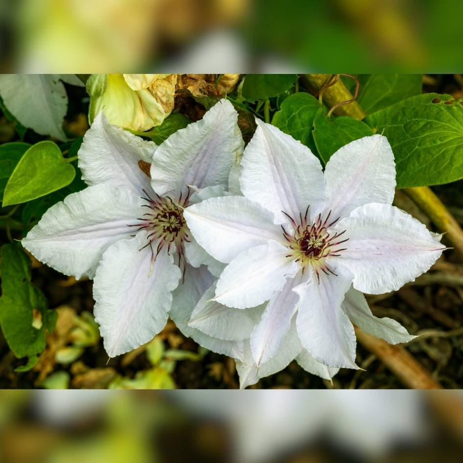 Clematis ‘Snow Queen’