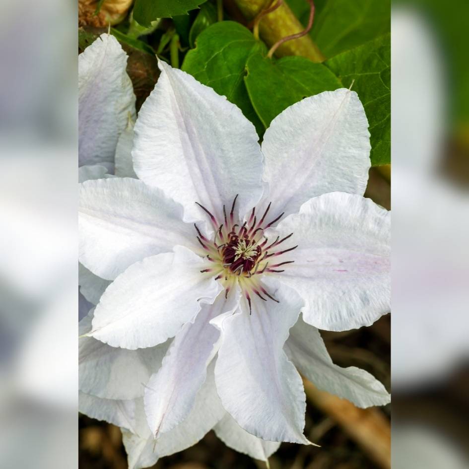 Clematis ‘Snow Queen’