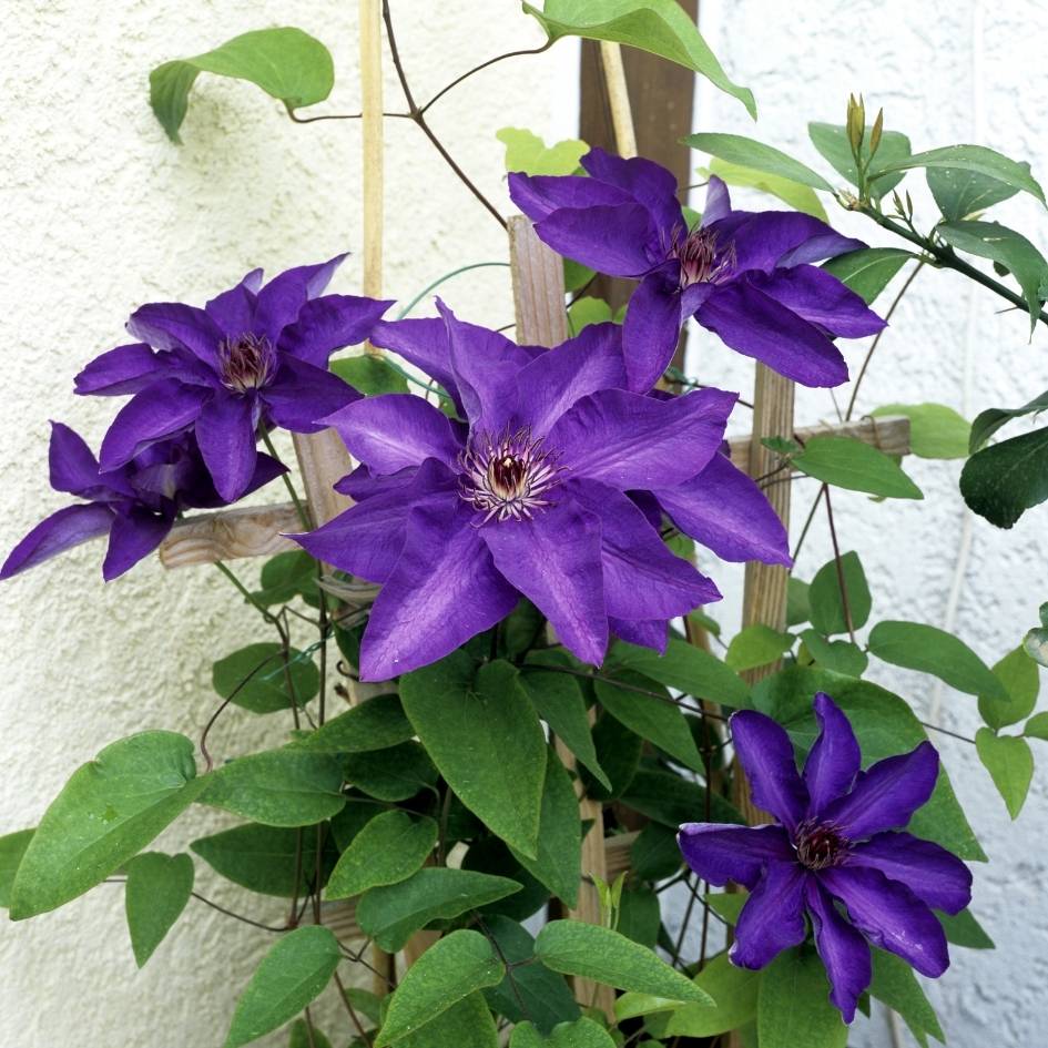 Clematis ‘The President’