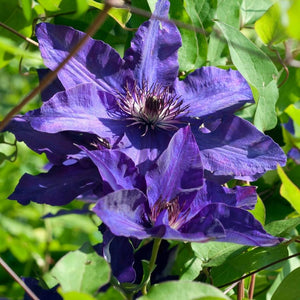 Clematis ‘The President’
