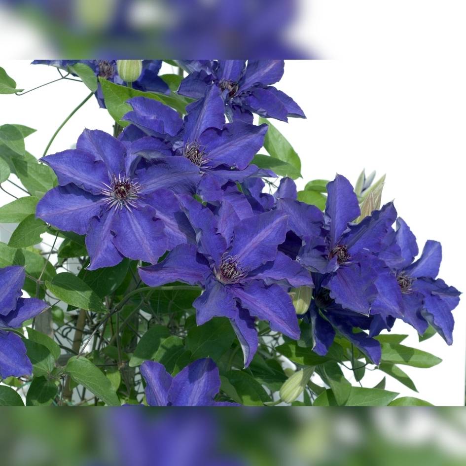 Clematis ‘The President’