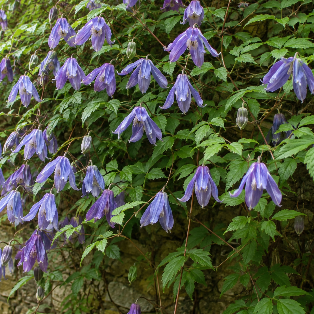 Clematis alpina