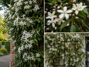 Clematis armandii ‘Snowdrift’