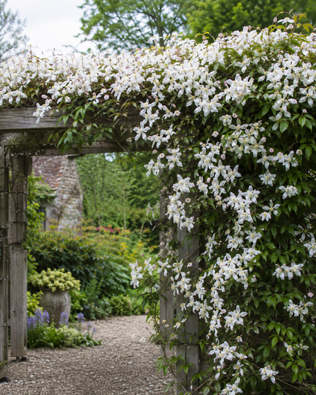 Clematis armandii ‘Snowdrift’