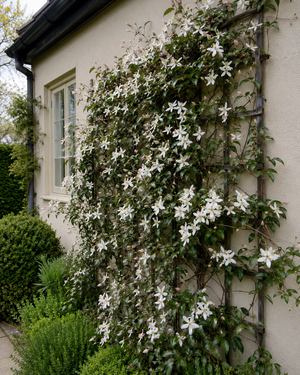 Clematis armandii ‘Snowdrift’