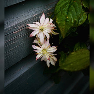 Clematis montana ‘Marjorie’