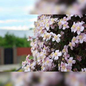 Clematis montana ‘Tetrarose’