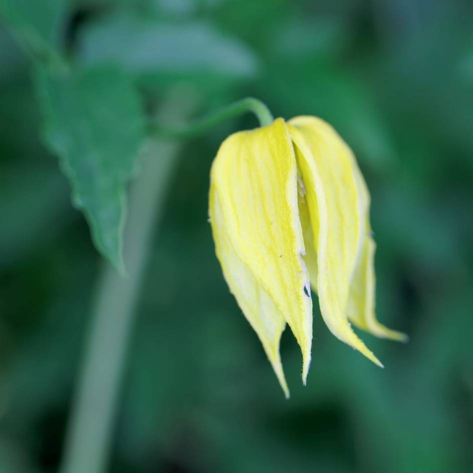 Clematis orientalis