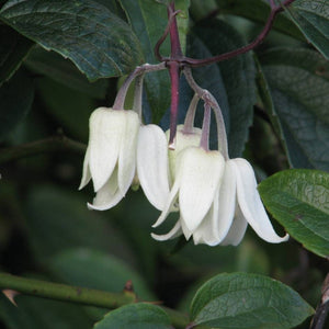 Clematis urophylla ‘Winter Beauty’