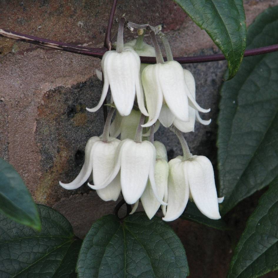Clematis urophylla ‘Winter Beauty’