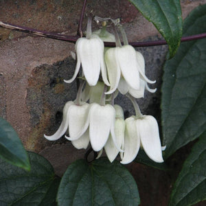 Clematis urophylla ‘Winter Beauty’