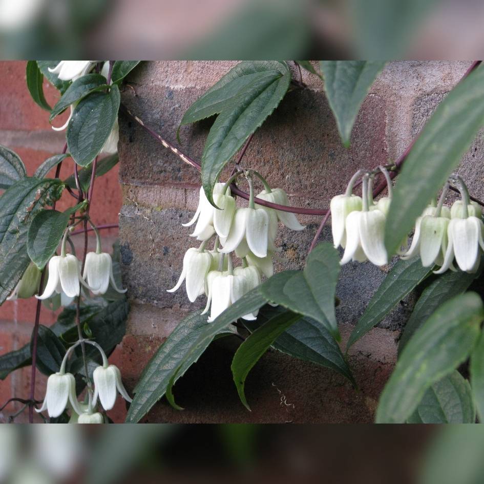 Clematis urophylla ‘Winter Beauty’